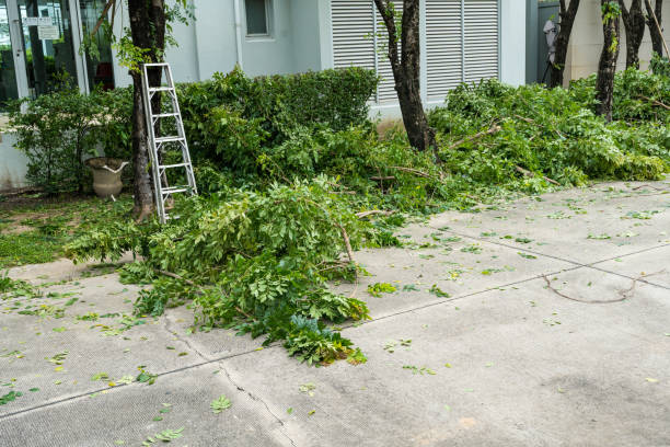 How Our Tree Care Process Works  in  Alamo, TX