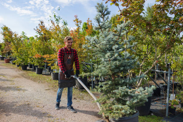 Reliable Alamo, TX Tree Services Solutions